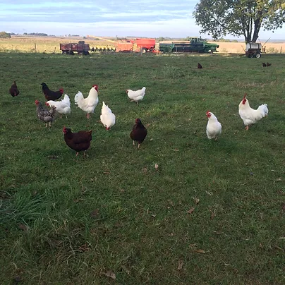 Cottonwood Hill Farms Buy Fresh Buy Local Nebraska